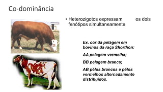 Co-dominância
• Heterozigotos expressam os dois
fenótipos simultaneamente
Ex. cor da pelagem em
bovinos da raça Shorthon:
AA pelagem vermelha;
BB pelagem branca;
AB pêlos brancos e pêlos
vermelhos alternadamente
distribuídos.
 