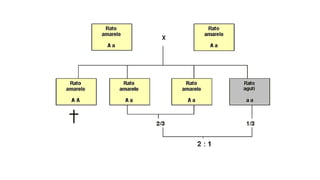 Todos os artigos de 1ª Lei de Mendel
 