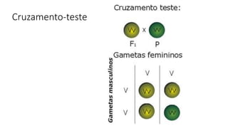 Cruzamento-teste
 