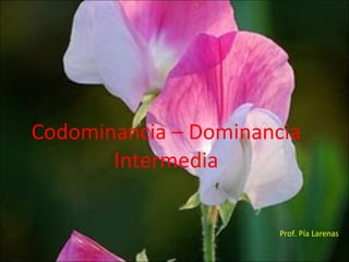 Codominancia – Dominancia Intermedia Prof. Pía Larenas 
