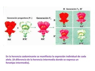 Codominante Codominancia ccp | PPT