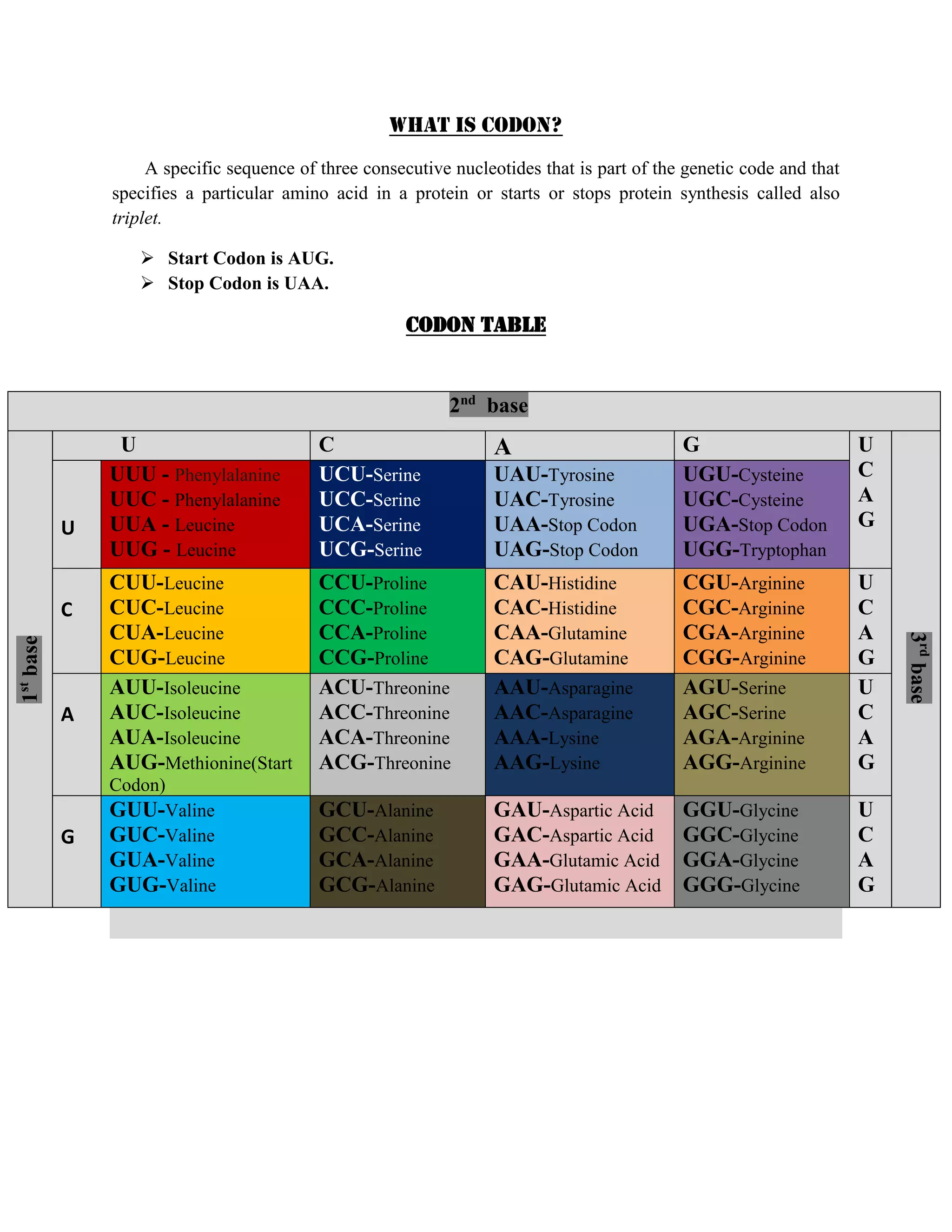 What is CODON?
A specific sequence of three consecutive nucleotides that is part of the genetic code and that
specifies a particular amino acid in a protein or starts or stops protein synthesis called also
triplet.
Start Codon is AUG.
Stop Codon is UAA.
CODON TABLE
2nd
base
1st
base
U C A G U
C
A
G
3rd
base
U
UUU - Phenylalanine
UUC - Phenylalanine
UUA - Leucine
UUG - Leucine
UCU-Serine
UCC-Serine
UCA-Serine
UCG-Serine
UAU-Tyrosine
UAC-Tyrosine
UAA-Stop Codon
UAG-Stop Codon
UGU-Cysteine
UGC-Cysteine
UGA-Stop Codon
UGG-Tryptophan
C
CUU-Leucine
CUC-Leucine
CUA-Leucine
CUG-Leucine
CCU-Proline
CCC-Proline
CCA-Proline
CCG-Proline
CAU-Histidine
CAC-Histidine
CAA-Glutamine
CAG-Glutamine
CGU-Arginine
CGC-Arginine
CGA-Arginine
CGG-Arginine
U
C
A
G
A
AUU-Isoleucine
AUC-Isoleucine
AUA-Isoleucine
AUG-Methionine(Start
Codon)
ACU-Threonine
ACC-Threonine
ACA-Threonine
ACG-Threonine
AAU-Asparagine
AAC-Asparagine
AAA-Lysine
AAG-Lysine
AGU-Serine
AGC-Serine
AGA-Arginine
AGG-Arginine
U
C
A
G
G
GUU-Valine
GUC-Valine
GUA-Valine
GUG-Valine
GCU-Alanine
GCC-Alanine
GCA-Alanine
GCG-Alanine
GAU-Aspartic Acid
GAC-Aspartic Acid
GAA-Glutamic Acid
GAG-Glutamic Acid
GGU-Glycine
GGC-Glycine
GGA-Glycine
GGG-Glycine
U
C
A
G