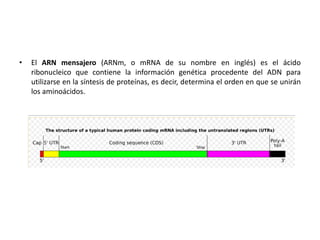 Codones inicion y terminacion | PPTX