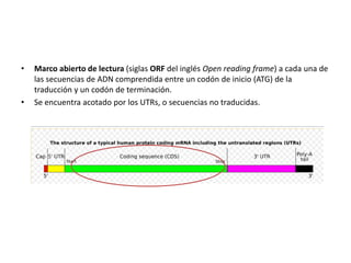 Codones inicion y terminacion | PPTX