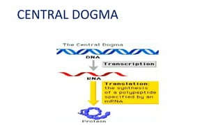 CENTRAL DOGMA