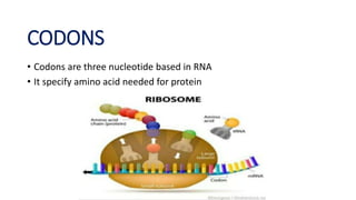 CODONS
• Codons are three nucleotide based in RNA
• It specify amino acid needed for protein