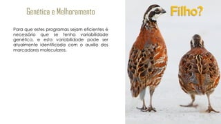 Genética e Melhoramento
Para que estes programas sejam eficientes é
necessário que se tenha variabilidade
genética, e esta variabilidade pode ser
atualmente identificada com o auxílio dos
marcadores moleculares.
Filho?
 