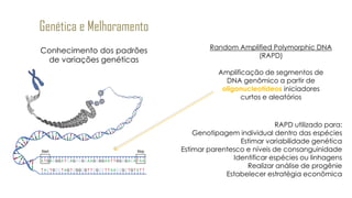 Genética e Melhoramento
Conhecimento dos padrões
de variações genéticas
Random Amplified Polymorphic DNA
(RAPD)
Amplificação de segmentos de
DNA genômico a partir de
oligonucleotídeos iniciadores
curtos e aleatórios
RAPD utilizado para:
Genotipagem individual dentro das espécies
Estimar variabilidade genética
Estimar parentesco e níveis de consanguinidade
Identificar espécies ou linhagens
Realizar análise de progênie
Estabelecer estratégia econômica
 