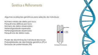 Genética e Melhoramento
Algumas avaliações genéticas para seleção de indivíduos:
Número médio de alelos por loco;
Frequências alélicas por loco;
Número de alelos observados;
Heterozigosidade esperada;
Heterozigosidade observada;
Frequência de alelos nulos.
Poder de discriminação individual dos locos:
Probabilidades de identidade genética (PI) e
Exclusão de paternidade (PE)
 