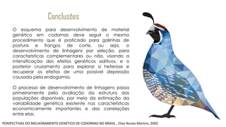 Conclusões
O esquema para desenvolvimento de material
genético em codornas deve seguir o mesmo
procedimento que é praticado para galinhas de
postura e frangos de corte, ou seja, o
desenvolvimento de linhagens por seleção, para
características complementares ou não, visando a
intensificação dos efeitos genéticos aditivos, e o
posterior cruzamento para explorar a heterose e
recuperar os efeitos de uma possível depressão
causada pela endogamia.
O processo de desenvolvimento de linhagens passa
primeiramente pela avaliação da estrutura das
populações disponíveis, por meio da estimação da
variabilidade genética existente nas características
economicamente importantes e das correlações
entre elas.
PERSPECTIVAS DO MELHORAMENTO GENÉTICO DE CODORNAS NO BRASIL , Elias Nunes Martins, 2002
 