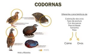 CODORNAS
Diferentes características de
Coloração dos ovos
Taxa de postura
Cor das penas
Precocidade
Tamanho
Peso
Carne Ovos
Mais utilizadas
 