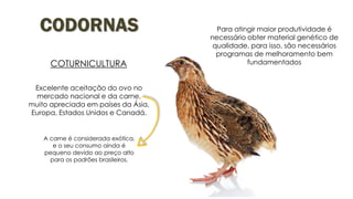 CODORNAS
Excelente aceitação do ovo no
mercado nacional e da carne,
muito apreciada em países da Ásia,
Europa, Estados Unidos e Canadá.
COTURNICULTURA
A carne é considerada exótica,
e o seu consumo ainda é
pequeno devido ao preço alto
para os padrões brasileiros.
Para atingir maior produtividade é
necessário obter material genético de
qualidade, para isso, são necessários
programas de melhoramento bem
fundamentados
 