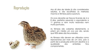 Reprodução Aos 45 dias de idade já são consideradas
adultas, e são escolhidos os melhores
machos e fêmeas para a postura.
Os ovos deverão ser frescos ficando de 4 a
8 dias, perfeitos pesando o equivalente a
11 gramas e nem muito redondos nem
muito pontudos.
As fêmeas são cobertas diariamente, e
põem em média um ovo por dia, sendo
que 90% deles são fecundados.
As fêmeas não devem ser utilizadas como
reprodutoras por mais de um ano, pois a
partir daí a produção entra em declínio e a
qualidade dos embriões fica
comprometido.
 