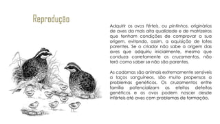 Adquirir os ovos férteis, ou pintinhos, originários
de aves da mais alta qualidade e de matrizeiros
que tenham condições de comprovar a sua
origem, evitando, assim, a aquisição de lotes
parentes. Se o criador não sabe a origem das
aves que adquiriu inicialmente, mesmo que
conduza corretamente os cruzamentos, não
terá como saber se não são parentes.
As codornas são animais extremamente sensíveis
a laços sanguíneos, são muito propensas a
problemas genéticos. Os cruzamentos entre
família potencializam os efeitos defeitos
genéticos e os ovos podem nascer desde
inférteis até aves com problemas de formação.
Reprodução
 