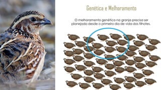 Genética e Melhoramento
O melhoramento genético na granja precisa ser
planejado desde o primeiro dia de vida dos filhotes.
 