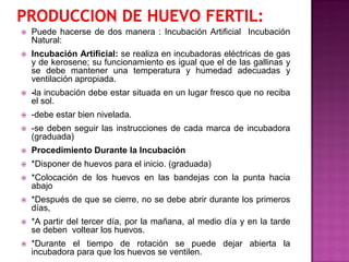  Puede hacerse de dos manera : Incubación Artificial Incubación
Natural:
 Incubación Artificial: se realiza en incubadoras eléctricas de gas
y de kerosene; su funcionamiento es igual que el de las gallinas y
se debe mantener una temperatura y humedad adecuadas y
ventilación apropiada.
 -la incubación debe estar situada en un lugar fresco que no reciba
el sol.
 -debe estar bien nivelada.
 -se deben seguir las instrucciones de cada marca de incubadora
(graduada)
 Procedimiento Durante la Incubación
 *Disponer de huevos para el inicio. (graduada)
 *Colocación de los huevos en las bandejas con la punta hacia
abajo
 *Después de que se cierre, no se debe abrir durante los primeros
días,
 *A partir del tercer día, por la mañana, al medio día y en la tarde
se deben voltear los huevos.
 *Durante el tiempo de rotación se puede dejar abierta la
incubadora para que los huevos se ventilen.
 