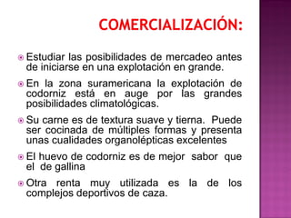  Estudiar las posibilidades de mercadeo antes
de iniciarse en una explotación en grande.
 En la zona suramericana la explotación de
codorniz está en auge por las grandes
posibilidades climatológicas.
 Su carne es de textura suave y tierna. Puede
ser cocinada de múltiples formas y presenta
unas cualidades organolépticas excelentes
 El huevo de codorniz es de mejor sabor que
el de gallina
 Otra renta muy utilizada es la de los
complejos deportivos de caza.
 