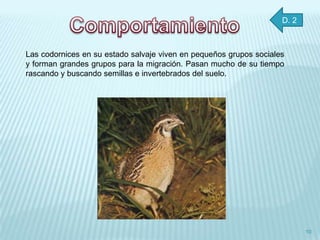 D. 2



Las codornices en su estado salvaje viven en pequeños grupos sociales
y forman grandes grupos para la migración. Pasan mucho de su tiempo
rascando y buscando semillas e invertebrados del suelo.




                                                                           10
 