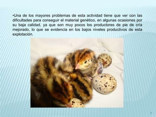 •Una de los mayores problemas de esta actividad tiene que ver con las
dificultades para conseguir el material genético, en algunas ocasiones por
su baja calidad, ya que son muy pocos los productores de pie de cría
mejorado, lo que se evidencia en los bajos niveles productivos de esta
explotación.




                                                                             5
 
