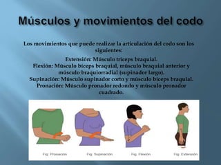 Los movimientos que puede realizar la articulación del codo son los
siguientes:
Extensión: Músculo tríceps braquial.
Flexi...