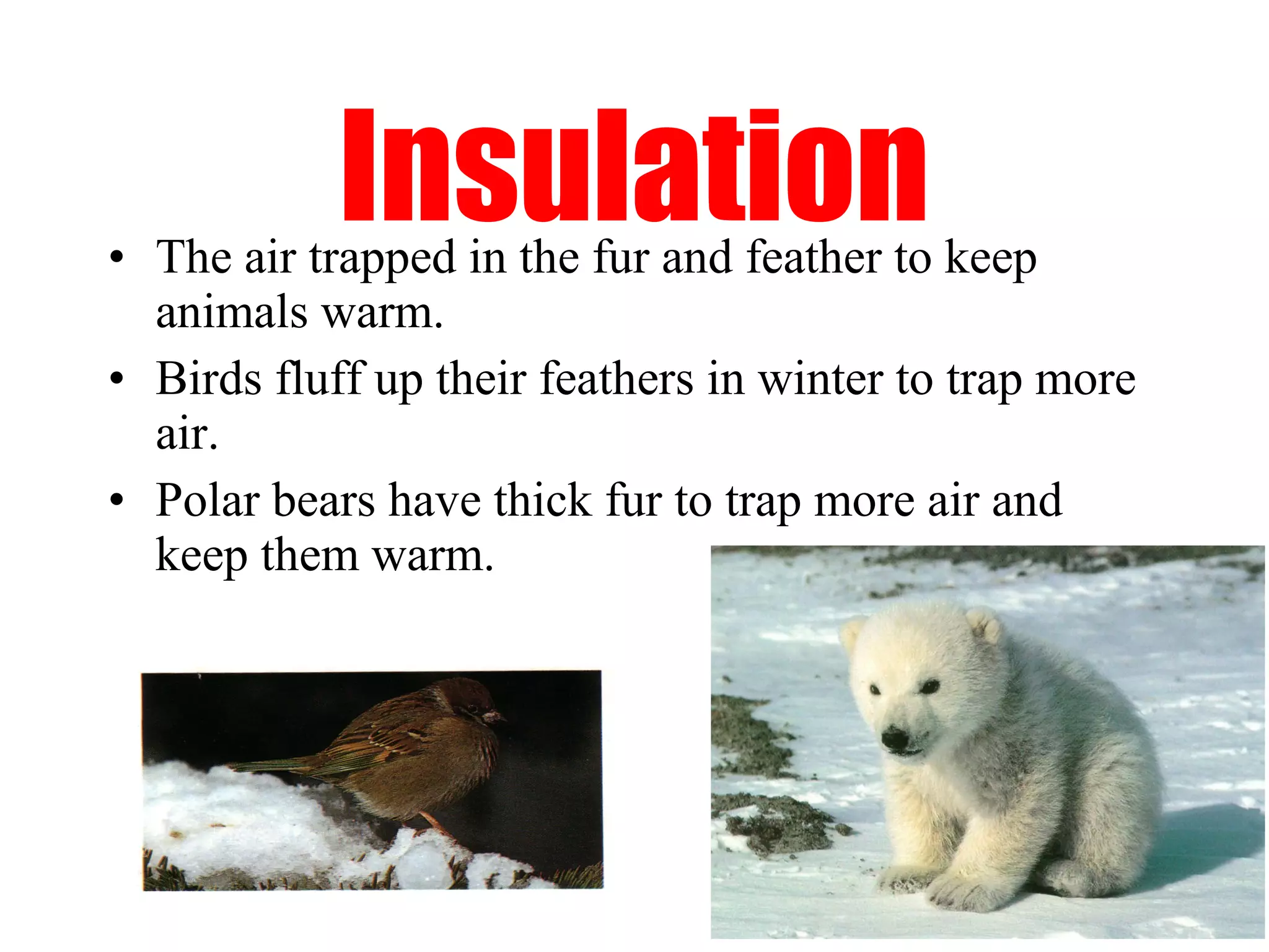 Insulation
• The air trapped in the fur and feather to keep
  animals warm.
• Birds fluff up their feathers in winter to trap more
  air.
• Polar bears have thick fur to trap more air and
  keep them warm.
 