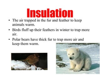 Insulation
• The air trapped in the fur and feather to keep
  animals warm.
• Birds fluff up their feathers in winter to trap more
  air.
• Polar bears have thick fur to trap more air and
  keep them warm.
 