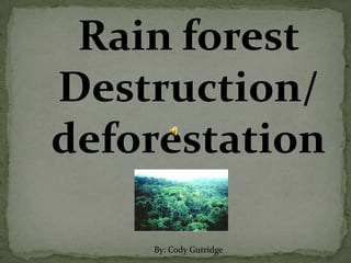 Rain forest
Destruction/
deforestation

    By: Cody Gutridge
 