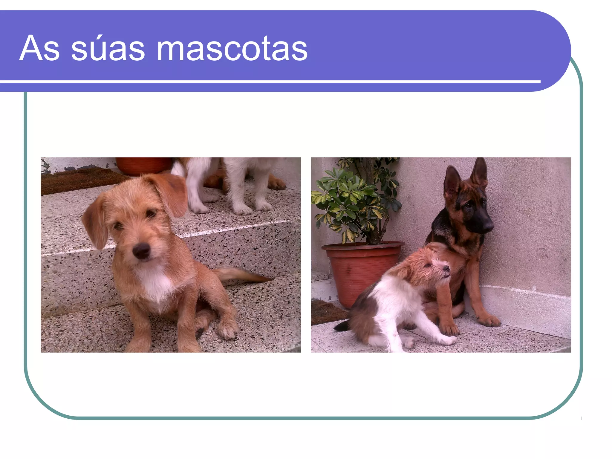 As súas mascotas 
 
