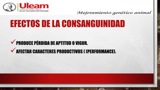EFECTOS DE LA CONSANGUINIDAD
PRODUCE PÉRDIDA DE APTITUD O VIGOR.
AFECTAR CARACTERES PRODUCTIVOS ( (PERFORMANCE).
 