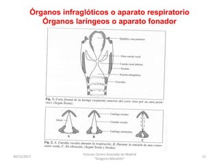 Órganos infraglóticos o aparato respiratorio
Órganos laríngeos o aparato fonador
30/11/2017
Tutorías Centro Asociado de Ma...