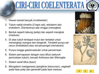 CIRI-CIRI COELENTERATA Hewan bersel banyak (multiseluler) Tubuh radial simetris (2 lapis sel), ektoderm dan endoderm. Diantaranya ada rongga (mesoglea) Bentuk seperti tabung (polip) dan seperti mangkok (medusa) Di atas tubuh terdapat mulut dan tentakel untuk menangkap mangsa dan bergerak. Tentakel punya sel racun (knidoblast) atau sel penyengat (nematosis) Punya rongga gastrovaskuler untuk pencernaan Sistem pernapasan dengan cara difusi (seluruh permukaan tubuh), kecuali Anthozoa dan Sifonoglia Sistem saraf difus (baur) Mengalami metagenesis (pergiliran keturunan), vegetatif pada fase polip dan generatif pada fase medusa 