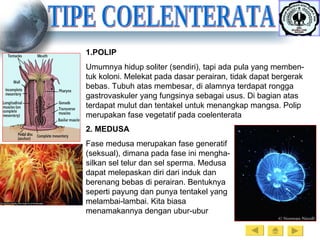 TIPE COELENTERATA POLIP Umumnya hidup soliter (sendiri), tapi ada pula yang memben-tuk koloni. Melekat pada dasar perairan, tidak dapat bergerak bebas. Tubuh atas membesar, di alamnya terdapat rongga gastrovaskuler yang fungsinya sebagai usus. Di bagian atas terdapat mulut dan tentakel untuk menangkap mangsa. Polip merupakan fase vegetatif pada coelenterata 2. MEDUSA Fase medusa merupakan fase generatif (seksual), dimana pada fase ini mengha-silkan sel telur dan sel sperma. Medusa dapat melepaskan diri dari induk dan berenang bebas di perairan. Bentuknya seperti payung dan punya tentakel yang melambai-lambai. Kita biasa menamakannya dengan ubur-ubur 