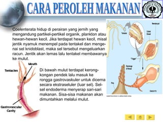 CARA PEROLEH MAKANAN Coelenterata hidup di perairan yang jernih yang mengandung partikel-pertikel organik, plankton atau hewan-hewan kecil. Jika terdapat hewan kecil, misal jentik nyamuk menempel pada tentakel dan menge-nai sel knidoblast, maka sel tersebut mengeluarkan racun. Jentik akan lemas lalu tentakel membawanya ke mulut.  Di bawah mulut terdapat kerong-kongan pendek lalu masuk ke rongga gastrovaskuler untuk dicerna secara ekstraseluler (luar sel). Sel-sel endoderma menyerap sari-sari makanan. Sisa-sisa makanan akan dimuntahkan melalui mulut. 