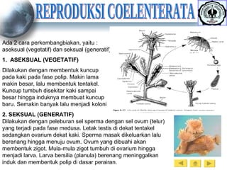 REPRODUKSI COELENTERATA Ada 2 cara perkembangbiakan, yaitu : aseksual (vegetatif) dan seksual (generatif) 1.  ASEKSUAL (VEGETATIF) Dilakukan dengan membentuk kuncup pada kaki pada fase polip. Makin lama makin besar, lalu membentuk tentakel. Kuncup tumbuh disekitar kaki sampai besar hingga induknya membuat kuncup baru. Semakin banyak lalu menjadi koloni 2. SEKSUAL (GENERATIF) Dilakukan dengan peleburan sel sperma dengan sel ovum (telur) yang terjadi pada fase medusa. Letak testis di dekat tentakel sedangkan ovarium dekat kaki. Sperma masak dikeluarkan lalu berenang hingga menuju ovum. Ovum yang dibuahi akan membentuk zigot. Mula-mula zigot tumbuh di ovarium hingga menjadi larva. Larva bersilia (planula) berenang meninggalkan induk dan membentuk polip di dasar perairan. 