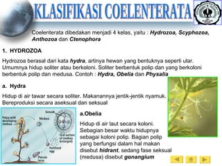 KLASIFIKASI COELENTERATA Coelenterata dibedakan menjadi 4 kelas, yaitu :  Hydrozoa, Scyphozoa, Anthozoa  dan  Ctenophora  HYDROZOA Hydrozoa berasal dari kata  hydra , artinya hewan yang bentuknya seperti ular. Umumnya hidup soliter atau berkoloni. Soliter berbentuk polip dan yang berkoloni berbentuk polip dan medusa. Contoh :  Hydra, Obelia  dan  Physalia Hydra Hidup di air tawar secara soliter. Makanannya jentik-jentik nyamuk. Bereproduksi secara aseksual dan seksual Obelia Hidup di air laut secara koloni. Sebagian besar waktu hidupnya sebagai koloni polip. Bagian polip yang berfungsi dalam hal makan disebut  hidrant , sedang fase seksual (medusa) disebut  gonangium 