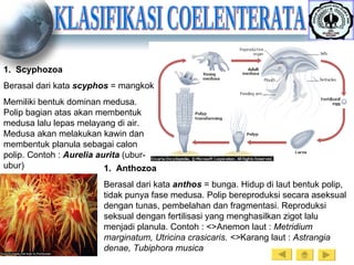 KLASIFIKASI COELENTERATA Scyphozoa Berasal dari kata  scyphos  = mangkok Memiliki bentuk dominan medusa. Polip bagian atas akan membentuk medusa lalu lepas melayang di air. Medusa akan melakukan kawin dan membentuk planula sebagai calon polip. Contoh :  Aurelia aurita  (ubur-ubur) Anthozoa Berasal dari kata  anthos  = bunga. Hidup di laut bentuk polip, tidak punya fase medusa. Polip bereproduksi secara aseksual dengan tunas, pembelahan dan fragmentasi. Reproduksi seksual dengan fertilisasi yang menghasilkan zigot lalu menjadi planula. Contoh : <>Anemon laut :  Metridium marginatum, Utricina crasicaris. <> Karang laut :  Astrangia denae, Tubiphora musica 