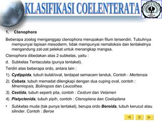 KLASIFIKASI COELENTERATA Ctenophora Beberapa zoolog menganggap ctenophora merupakan filum tersendiri. Tubuhnya mempunyai lapisan mesoderm, tidak mempunyai nematoksis dan tentakelnya mengandung zat-zat pelekat untuk menangkap mangsa. Ctenophora dibedakan atas 2 subkelas, yaitu : Subkelas Tentaculata (punya tentakel). Terdiri atas beberapa ordo, antara lain :  1).  Cydippida , tubuh bulat/oval, terdapat semacam tanduk. Contoh :  Mertensia 2).  Cobata , tubuh memadat dilengkapi dengan dua cuping oval, contoh :  Mnemiopsis, Bolinopsis  dan  Leucothea. 3).  Cestida , tubuh seperti pita, contoh :  Cestum  dan  Velamen 4).  Platyctenida , tubuh pipih, contoh :  Ctenoplana  dan  Coeloplana Subkelas muda (tak punya tentakel), berupa ordo  Beroida , tubuh kerucut atau silinder. Contoh :  Beroe 