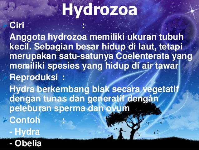 Coelenterata