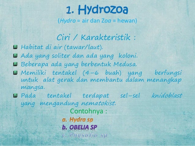 Coelenterata Hydrozoa Scypozoa Anthozoa 