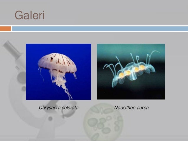 Coelenterata Coelenterata