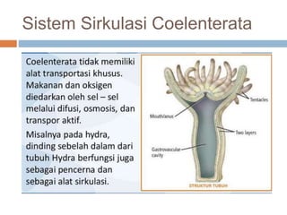 Sistem Sirkulasi Coelenterata
 