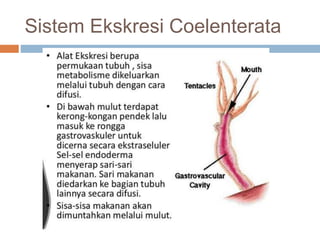 Sistem Ekskresi Coelenterata
 