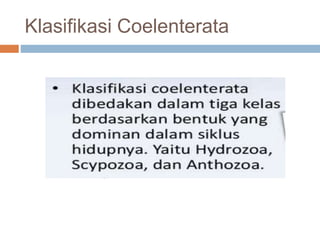 Klasifikasi Coelenterata
 