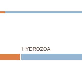 HYDROZOA
 