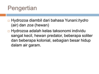 Pengertian
 Hydrozoa diambil dari bahasa Yunani:hydro
(air) dan zoa (hewan)
 Hydrozoa adalah kelas taksonomi individu
sangat kecil, hewan predator, beberapa soliter
dan beberapa kolonial, sebagian besar hidup
dalam air garam.
 