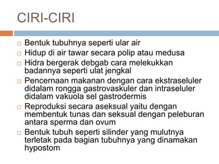 CIRI-CIRI
 Bentuk tubuhnya seperti ular air
 Hidup di air tawar secara polip atau medusa
 Hidra bergerak debgab cara melekukkan
badannya seperti ulat jengkal
 Pencernaan makanan dengan cara ekstraseluler
didalam rongga gastrovaskuler dan intraseluler
didalam vakuola sel gastrodermis
 Reproduksi secara aseksual yaitu dengan
membentuk tunas dan seksual dengan peleburan
antara sperma dan ovum
 Bentuk tubuh seperti silinder yang mulutnya
terletak pada bagian tubuhnya yang dinamakan
hypostom
 