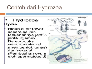 Contoh dari Hydrozoa
 