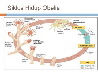 Siklus Hidup Obelia
 