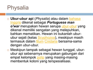 Physalia
 Ubur-ubur api (Physalia) atau dalam bahasa
Inggris dikenal sebagai Portuguese man
o'war merupakan hewan serupa ubur-ubur yang
dikenal memiliki sengatan yang melepuhkan,
bahkan mematikan. Hewan ini bukanlah ubur-
ubur sejati (kelas Scyphozoa), meskipun masih
termasuk dalam filum Cnidaria bersama-sama
dengan ubur-ubur.
 Meskipun tampak sebagai hewan tunggal, ubur-
ubur api sebenarnya merupakan gabungan dari
empat kelompok polip yang masing-masing
membentuk koloni yang terspesialisasi.
 