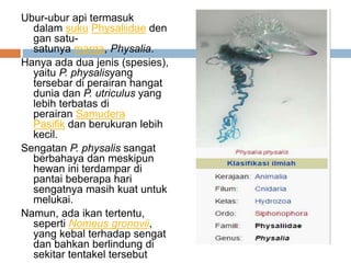 Ubur-ubur api termasuk
dalam suku Physaliidae den
gan satu-
satunya marga, Physalia.
Hanya ada dua jenis (spesies),
yaitu P. physalisyang
tersebar di perairan hangat
dunia dan P. utriculus yang
lebih terbatas di
perairan Samudera
Pasifik dan berukuran lebih
kecil.
Sengatan P. physalis sangat
berbahaya dan meskipun
hewan ini terdampar di
pantai beberapa hari
sengatnya masih kuat untuk
melukai.
Namun, ada ikan tertentu,
seperti Nomeus gronovii,
yang kebal terhadap sengat
dan bahkan berlindung di
sekitar tentakel tersebut
 